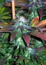 Emerald Mountain Seeds Royal Kush 7