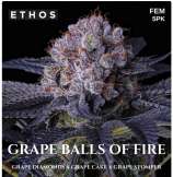 Ethos Genetics Grape Balls Of Fire