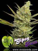 Eva Female Seeds Gipsy Haze