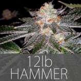 Exclusive Seeds 12lb Hammer