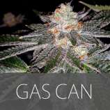 Exclusive Seeds Gas Can