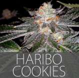 Exclusive Seeds Haribo Cookies
