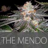Exclusive Seeds The Mendo