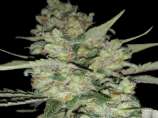 Exclusive Seeds Bank Auto Critical