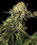 Exclusive Seeds Bank Super Mandarina