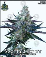 Exotic Genetix Scotty 2 Hotty