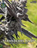 Exotic Genetix Strawberry Gary