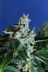 Exotic Seed Sir Jack Auto