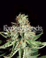 Expert Seeds Sweet Cream Auto