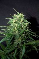 Fast & Furious Seeds Fast Amnesia