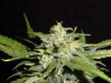 Fast & Furious Seeds Speedy Critical