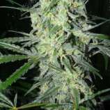 Female Seeds SexBud