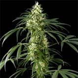 Finest Medicinal Seeds Amnesia Haze