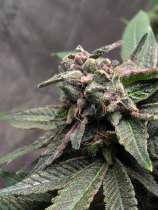 FireMids Genetics Netbanger