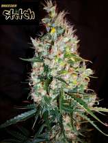 Flash Seeds Russian Haze