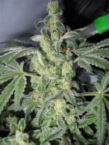 Fusion Seeds Lemon Thai