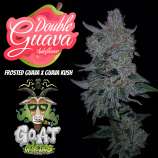 G.O.A.T Genetics Double Guava Autoflower