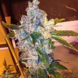 Gage Green Genetics Duende