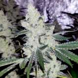 Gage Green Genetics Grateful Glue