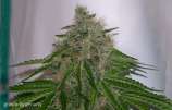 Gage Green Genetics Mendo Supremo