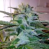 Gage Green Genetics Prolific Kush