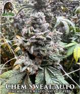 Ganja Farmer Seed Company Chem Sweat Auto