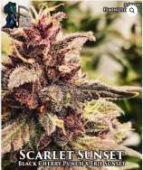 Gas Reaper Genetics Scarlet Sunset