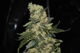 GreenLabel Seeds Berry Delight