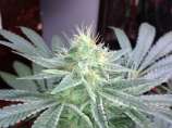 GreenMan Organic Seeds Black Rhino