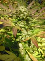 GreenMan Organic Seeds Spider Kush