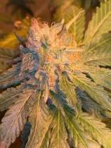 Green Blood Genetics Tennessee Tinsel