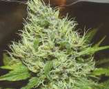 Green Devil Genetics Elderberry