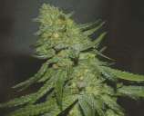 Green Devil Genetics GD Town