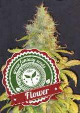 Green Fantasy Seeds Auto Flower