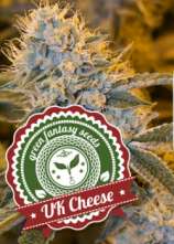 Green Fantasy Seeds UK Cheese