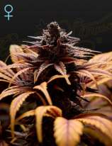 Green House Seeds Deep Candy