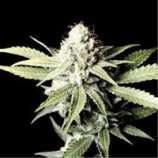 Green House Seeds Great White Shark