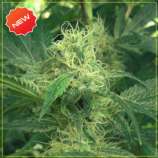 Green House Seeds King's Kush