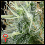 Green House Seeds NL5 Haze Mist