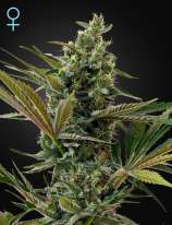 Green House Seeds Super Lemon Haze Automatic CBD