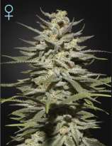 Green House Seeds Super Lemon Haze CBD