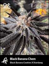 Greenpoint Seeds Black Banana Chem