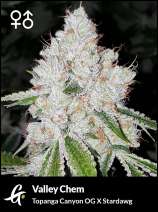 Greenpoint Seeds Valley Chem