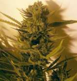 Hazeman Seeds Cheese BX1