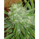 Hazeman Seeds White Grapes