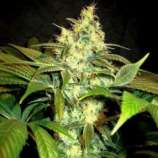 Holy Smoke Seeds Sour Blackberry Diesel