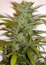 Homegrown Fantaseeds Super Chrystal