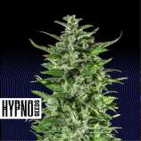 Hypno Seeds Dr Hypno CBD