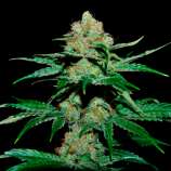 Infinity Seeds Black Kush