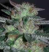 Iron Fist Genetics Glove Love BX